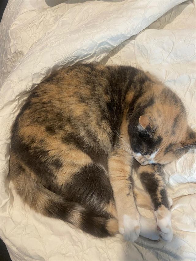 A calico cat curled up asleep on a white bedspread